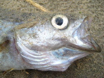 Close-up of fish