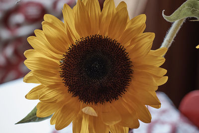 Close-up of sunflower blooming outdoors