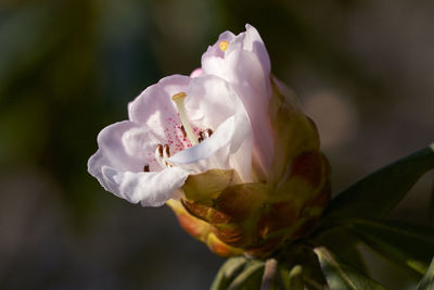 Close-up of white rose