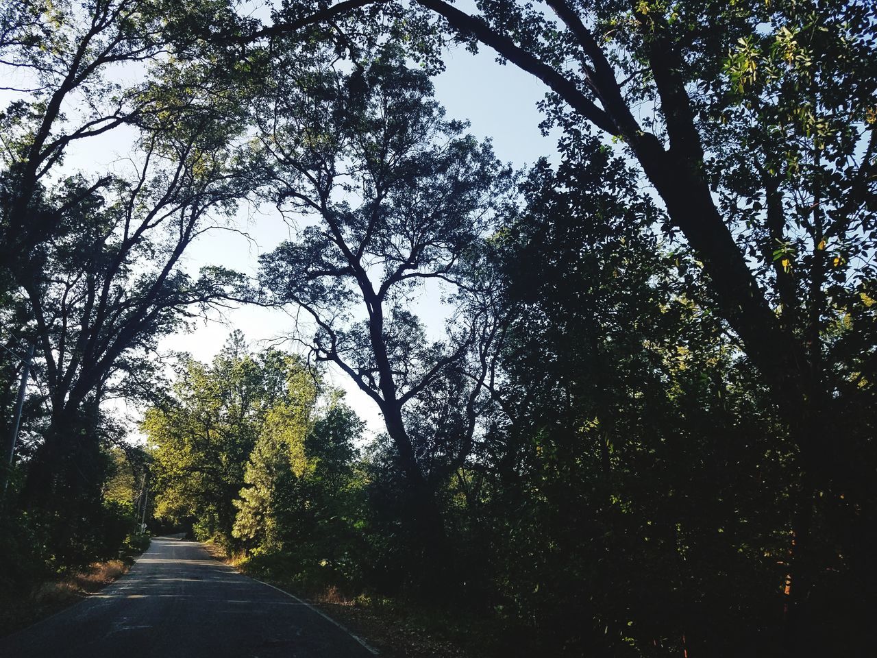 tree, nature, growth, forest, branch, tranquility, day, outdoors, road, beauty in nature, scenics, no people, tranquil scene, low angle view, sky, clear sky