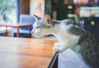 Close-up of a cat looking away