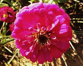 Close-up of pink flower