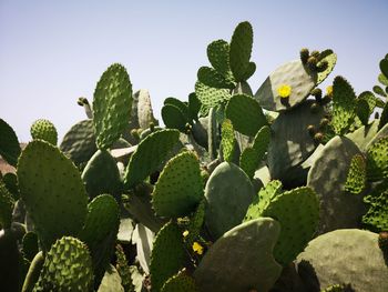 Low angle view of prickly pear cactus against sky