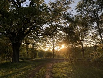 Trees on field against sky during sunset