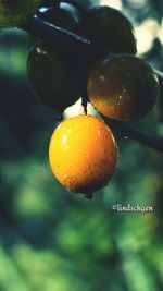 fruit