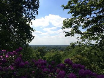 Scenic view of pink flowering plants and trees against sky