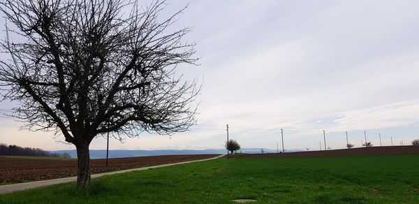 Bare tree on field against sky