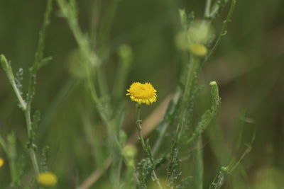 Close-up of yellow flower