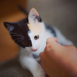 Close-up of kitten on hand
