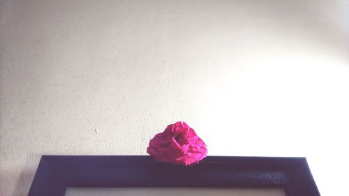 Close-up of pink flower on table