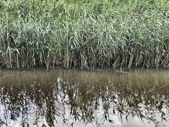 Reflection of grass in lake