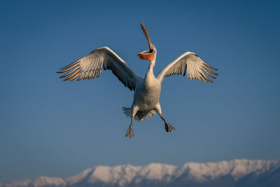 Low angle view of bird flying against sky