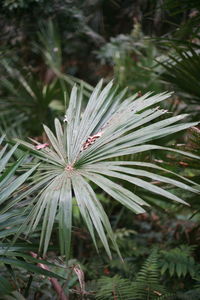 High angle view of raindrops on pine tree