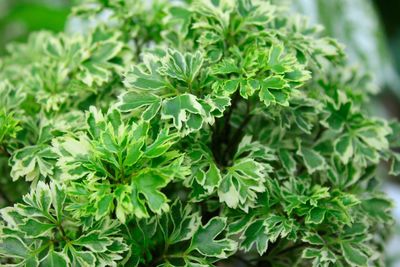 Close-up of fresh green leaves