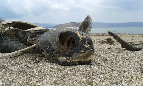Close-up of turtle skeleton at beach