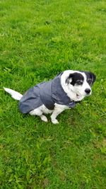 High angle view of dog on field
