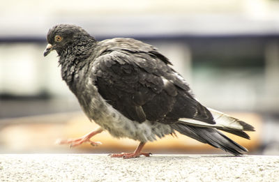 Close-up of bird perching on retaining wall