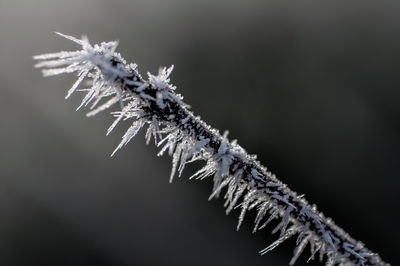 Close-up of plant