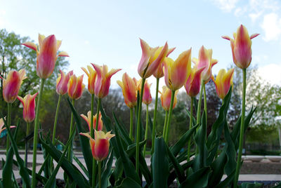 Close-up of flowering plants on field against sky