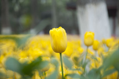 Close-up of yellow flower