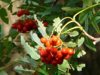 Close-up of red berries