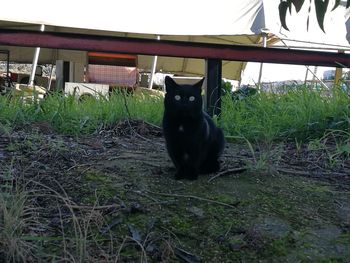 Black dog sitting on grass