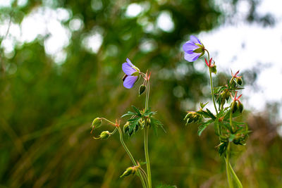 Close-up of purple flowering plant