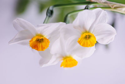 Close-up of white flower