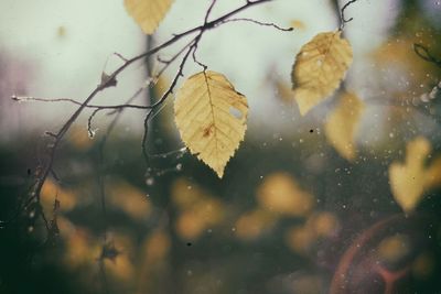 Close-up of leaves on water