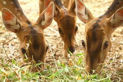 Deer grazing in field