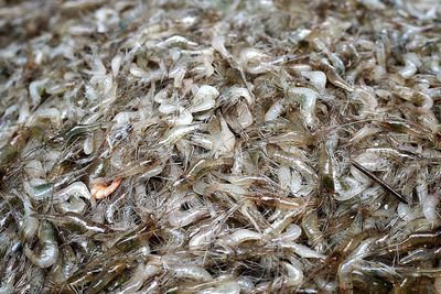 Close-up of fish in market