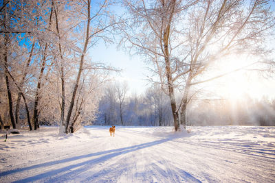 Road passing through snow covered landscape