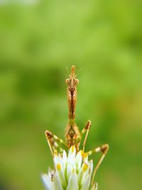 Close-up of insect on flower