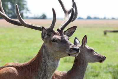 Close-up of deer on field