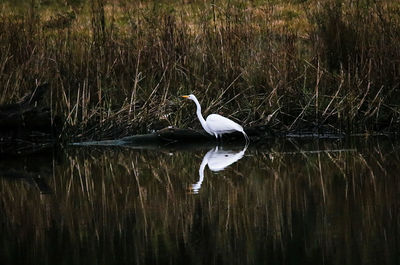 Swan swimming in lake