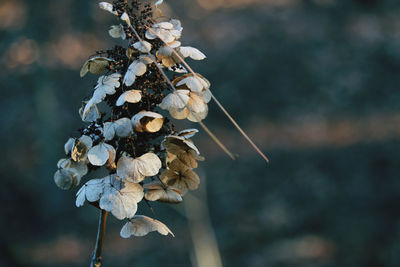 Close-up of wilted plant