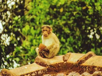 Monkey sitting on retaining wall against trees