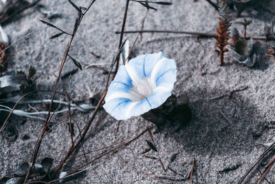 High angle view of white flower on field