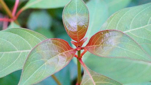 Close-up of butterfly on plant