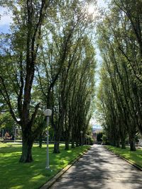 Street amidst trees in park