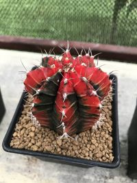 High angle view of red berries on glass