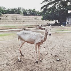 Close-up of goat in field