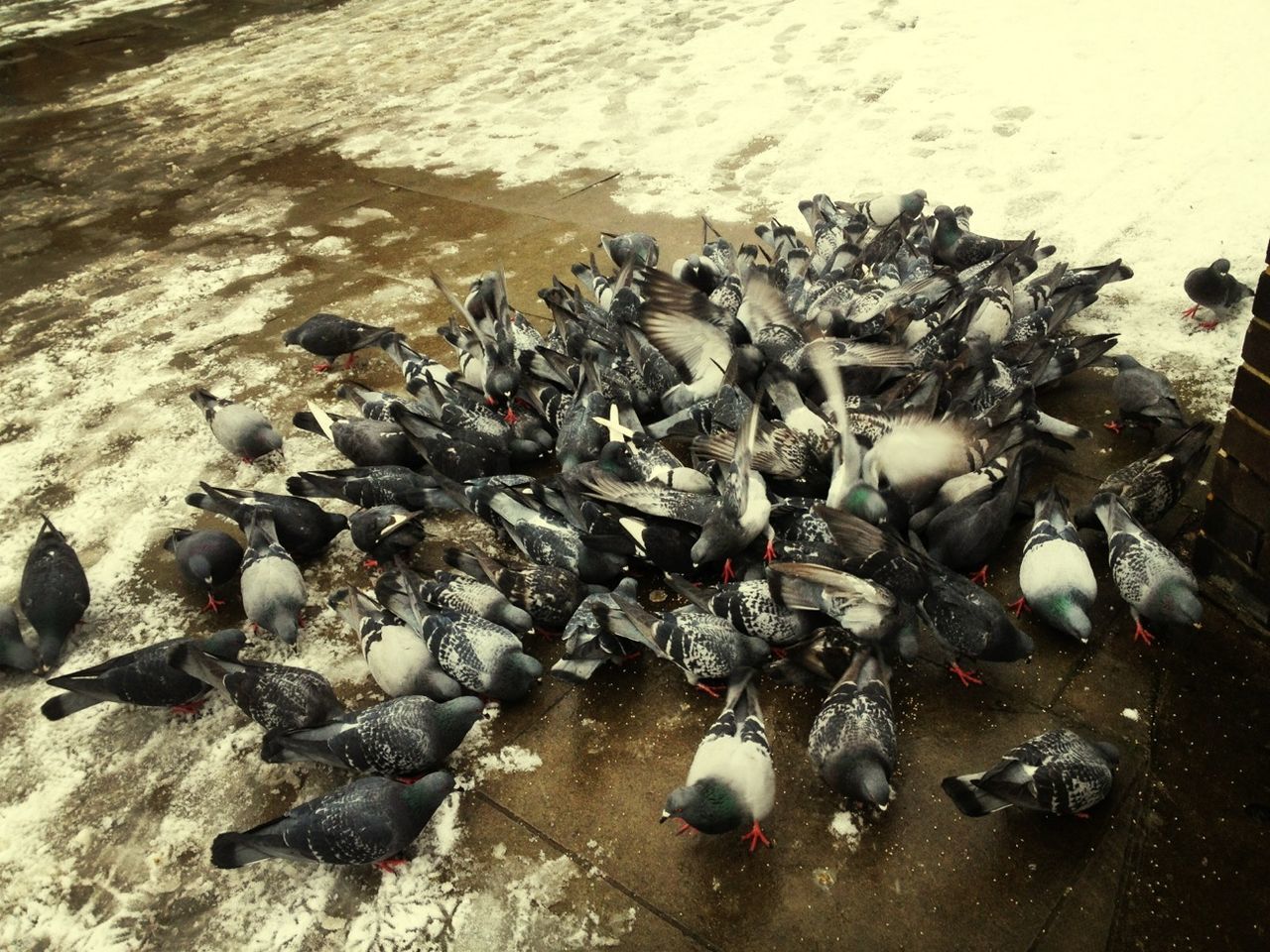 bird, animal themes, water, beach, animals in the wild, high angle view, wildlife, shore, nature, sand, flock of birds, day, outdoors, pebble, duck, sea, wet, no people, medium group of animals