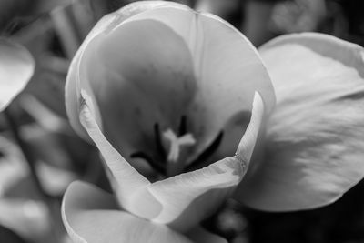 Close-up of flower blooming outdoors