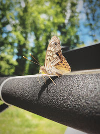 Close-up of butterfly on leaf