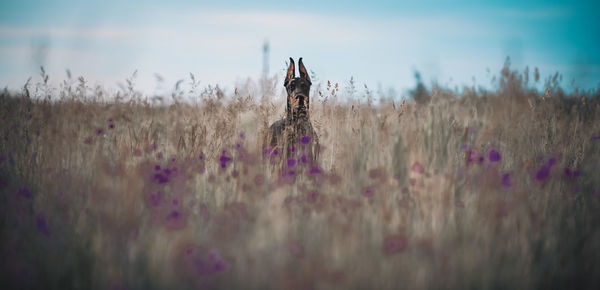 Front view of dog on field against sky