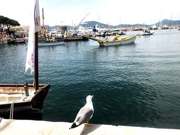 Seagulls perching on harbor