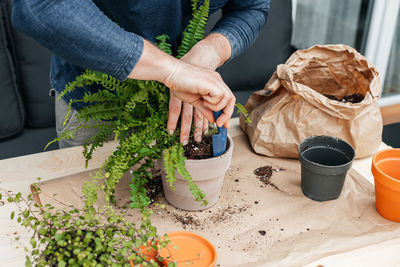 Gardener man transplants home plants. a man pours soil into a fern transplant pot. 