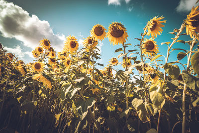 Low angle view of plants against sky