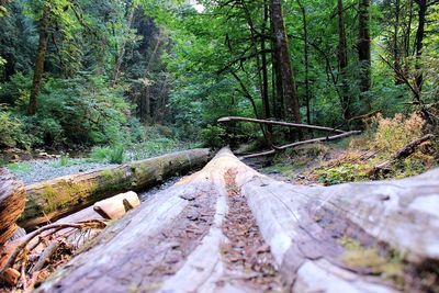 Trees in forest